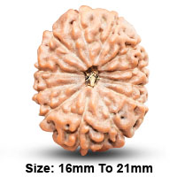 13 (त्रयोदश) Mukhi Rudraksha